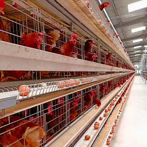 Nuovo Modello Popolare Sistema di Raccolta Uova Completamente Automatico per Gabbie a Telaio, Attrezzatura per Allevamento con Zincatura a Caldo Precisa - Product Image 5