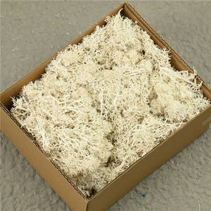 มอสตกแต่งโต๊ะต้นไม้กระถางมอสตกแต่งบ้านศิลปะตกแต่งบ้าน - Product Image 5