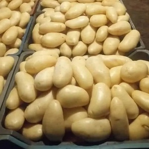 <span class=keywords><strong>Patatas</strong></span> Frescas de Alta Calidad 100% Frescas, Precio al por Mayor por Tonelada, Compre a Bajo Precio - Product Image 5
