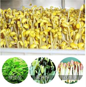 Máquina de alta calidad y fácil manejo para germinar brotes de frijol, ideal para ventas al por mayor. - Product Image 5