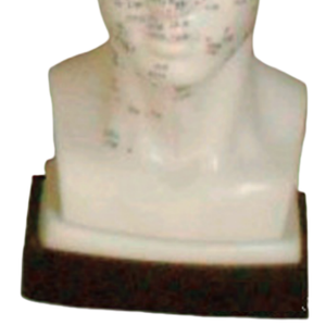 Ada แบบฝังเข็มหัวขนาดชีวิตและหัวแบบสี่ฟังก์ชั่นการฝังเข็มแบบจุดขนาด20ซม. สำหรับการเรียนการสอน - Product Image 6