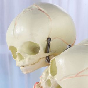Medical Teaching Model Halloween Decoration <strong>Baby</strong> <strong>Skeleton</strong> Model 2-Headed Fetal <strong>Skeleton</strong> Deformity Newborn Infant <strong>Skeleton</strong> Model - Product Image 4