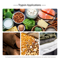 Enzyme trypsine (20000u/g) pour l'industrie de l'assaisonnement, l'hydrolyse des protéines végétales, l'hydrolyse des protéines animales
