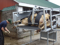Goulotte entièrement automatique galvanisée à chaud de coupe de sabot pour la vache et le bétail