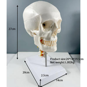 جمجمة بيضاء بحجم الإنسان 3 أجزاء بالحجم الطبيعي على الطراز الأوروبي والأمريكية مع 7 نماذج للعمود الفقري العنقي و 8 أجزاء من الدماغ - Product Image 2