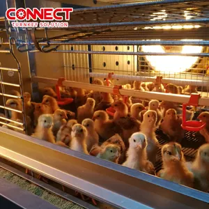 Mass Automatic Chicken Drinking Feeding Line System Poultry Chicken Farm Equipment Broiler Chicken Cage For Chicks Raising