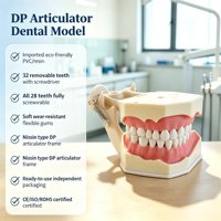 Modelo de Entrenamiento Dental con 32 Dientes Anatómicos, Encía Suave, Marco de Mandíbula DP con Fijación por Tornillo para Laboratorio de Habilidades Clínicas, CE ISO ROHS CNAS