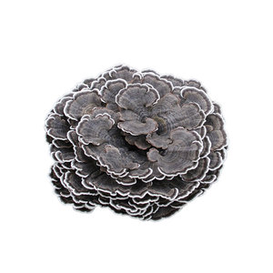 Cápsulas de cogumelo <span class=keywords><strong>versicolor</strong></span> orgânico, cápsulas de pó de cogumelo da peru, varal - Product Image 6