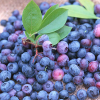 Myrtilles sauvages biologiques Meilleurs fruits frais cueillis en vrac non sucrés surgelés congélation IQF Compliments Prix de gros