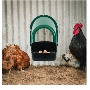 Gà làm tổ hộp với Roll-out trứng Bộ sưu tập khay nhựa gà đặt hộp với cá rô tường-mountable - Product Image 2