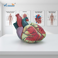 Modèle d'anatomie du cœur humain grandeur nature en 3 parties - Modèle anatomique scientifique médical en PVC