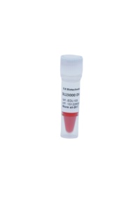 Échelle ADN 1 <span class=keywords><strong>Kb</strong></span> 100bp-10000bp - Product Image 5