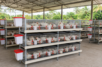 Kandang Ayam Pedaging 3 Tingkat Profesional untuk Peternakan Unggas Kecil dan Menengah dengan Layanan Desain Khusus