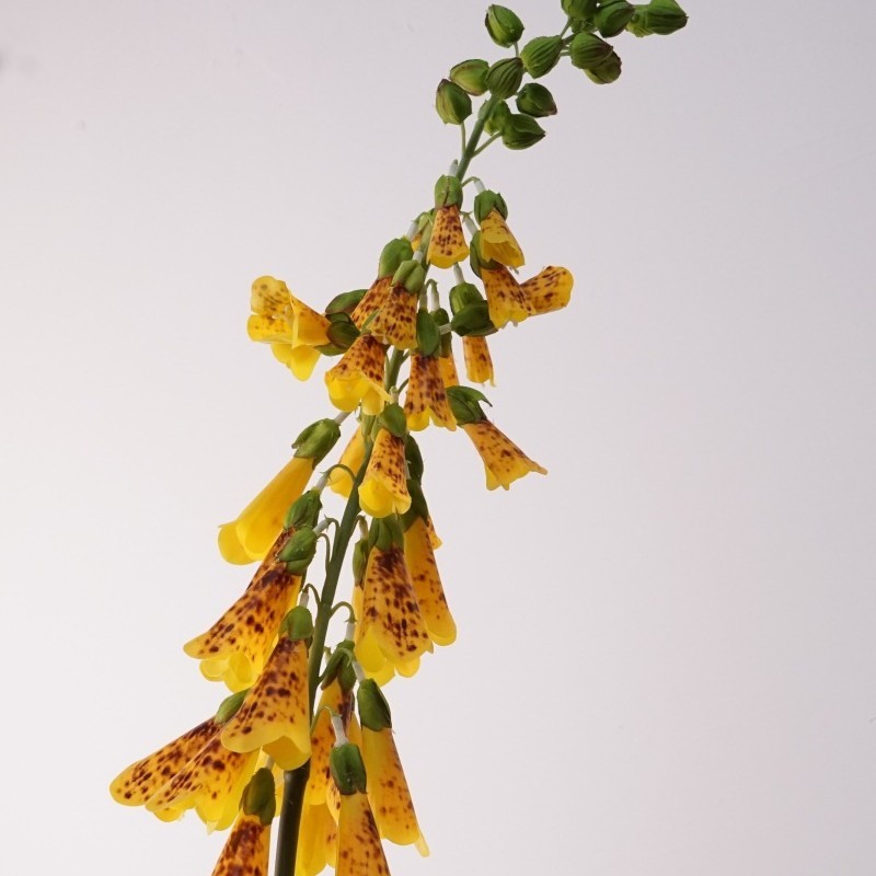 Piccolo fiore di campanula-giallo