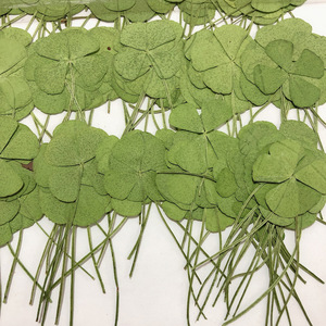 R458 Bunga Padat Kering Empat Daun Semanggi untuk Resin Ditekan 4 Daun Semanggi Asli - Product Image 4