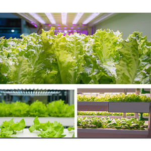 Meilleures lampes de culture <span class=keywords><strong>Samsung</strong></span> Lm301h <span class=keywords><strong>Evo</strong></span> 2024, 1000w, spectre complet, UV IR, lampe 800w, PPFD équilibré, lampe de culture LED pour plantes d'intérieur - Product Image 5