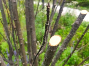 Điện không dây cắt tỉa cắt 40mm Đường kính cắt vườn cắt tỉa cắt Powered cắt - Product Image 4