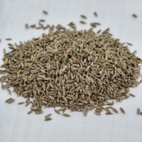 Cumin cru séché de qualité supérieure, graines et poudre de cumin naturel, épice aromatique et herbe parfumée très vendue