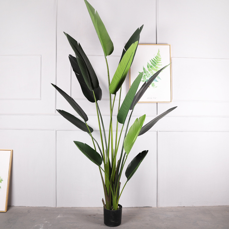 240cm/árbol del viajero