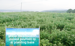 Qichun pasokan perawatan kesehatan Premium Fluff Mugwort Nine-Leaf lima tahun dari Tiongkok - Product Image 6