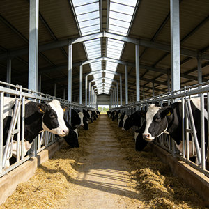 Estructura de Acero Prefabricada para Granjas de Ovejas y Cabras, Establos, Naves para Vacas Lecheras, Construcción de Granjas Ganaderas - Product Image 1