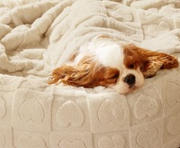 Lit pour chien rond beige doux lit confortable pour animaux de compagnie lit pour chien mignon détachable pour petits chiens moyens