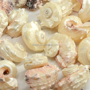 Bricolage Coquille De Crabe Ermite En Gros Matières Premières Ornements Artisanat Coquilles Conches Escargot De Mer Conchas Caracolas Marinas - Product Image 3