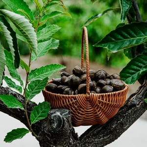 Castagne fresche biologiche di alta qualità e lavorazione cruda deliziosa e sana - Product Image 2