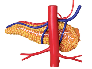 Mainan rakitan Puzzle MASTER 4D, Model organ anatomi mata tengkorak hati organ Internal manusia - Product Image 2