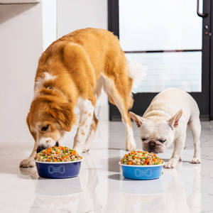 ハイドッグエナメルボウル - Product Image 6