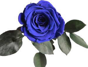 AYOYO Rosa Eterna Blu, Rose Vere Conservate con Stelo Lungo 30-35cm in Confezione <span class=keywords><strong>Regalo</strong></span> per Donne, <span class=keywords><strong>Regalo</strong></span> di <span class=keywords><strong>San</strong></span> <span class=keywords><strong>Valentino</strong></span> 2026 - Product Image 5
