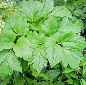 Fornecimento de fábrica Natural <span class=keywords><strong>Angelica</strong></span> Keiskei Extrato de alta pureza Ashitaba Extrato em pó - Product Image 3