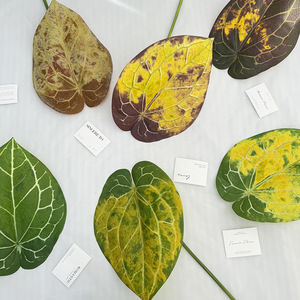 Feuilles artificielles de Monstera Meiyu Craft Flower Factory, 30cm-100cm, branche, décoration de mariage et de maison, rayures vertes, jaunes et blanches - Product Image 2