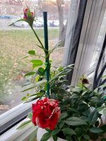 Kleverige plakplaten met onregelmatige vorm, universele ongediertefalle voor bloemen, groenten & fruit