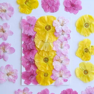 Flor prensada surtida Sakura/Persian Buttercup/Begonia - Product Image 1