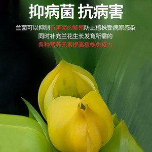 Agent stimulant la croissance des racines d'orchidées Eight Old Men, 100 ml, nourriture liquide pour plantes, pour la croissance des orchidées - Product Image 4