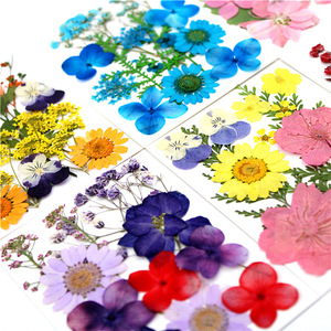 A-YH010 Natural <strong>Flower</strong> <strong>Press</strong> Baby's Breath Pansy Hydrangea Daisy Delphinium Florals Dried Pressed <strong>Flowers</strong> for Resin Art - Product Image 3