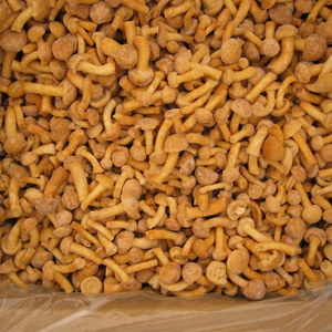 Detan Frozen <span class=keywords><strong>Nameko</strong></span> para compradores de hongos - Product Image 2
