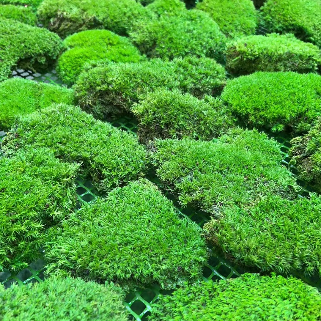 Vert