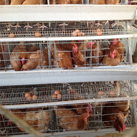 Cage automatique galvanisée pour poules pondeuses 5000 Type A Batterie de ponte d'œufs de reproduction à 4 niveaux Système d'élevage de volaille Poulailler
