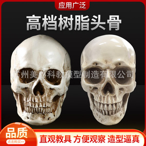 Modelo de cráneo humano de alta fidelidad, cráneo de resina, modelo de espécimen artístico y literario para copiar la cabeza humana. - Product Image 4