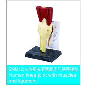 Modelo de Articulación de Rodilla <span class=keywords><strong>y</strong></span> <span class=keywords><strong>Esqueleto</strong></span> Muscular de PVC de Tamaño Real para Suministros de Educación en Ciencias Médicas - Product Image 2