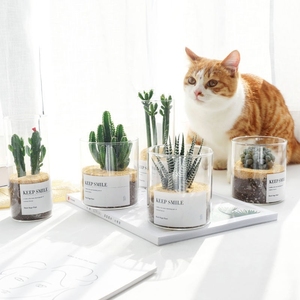 Vaso in Vetro Trasparente Riutilizzabile <span class=keywords><strong>con</strong></span> Bocca Rotonda e Tubo Dritto per Piante Grasse e <span class=keywords><strong>Cactus</strong></span>, Vaso Vuoto in Vetro Rotondo - Product Image 6
