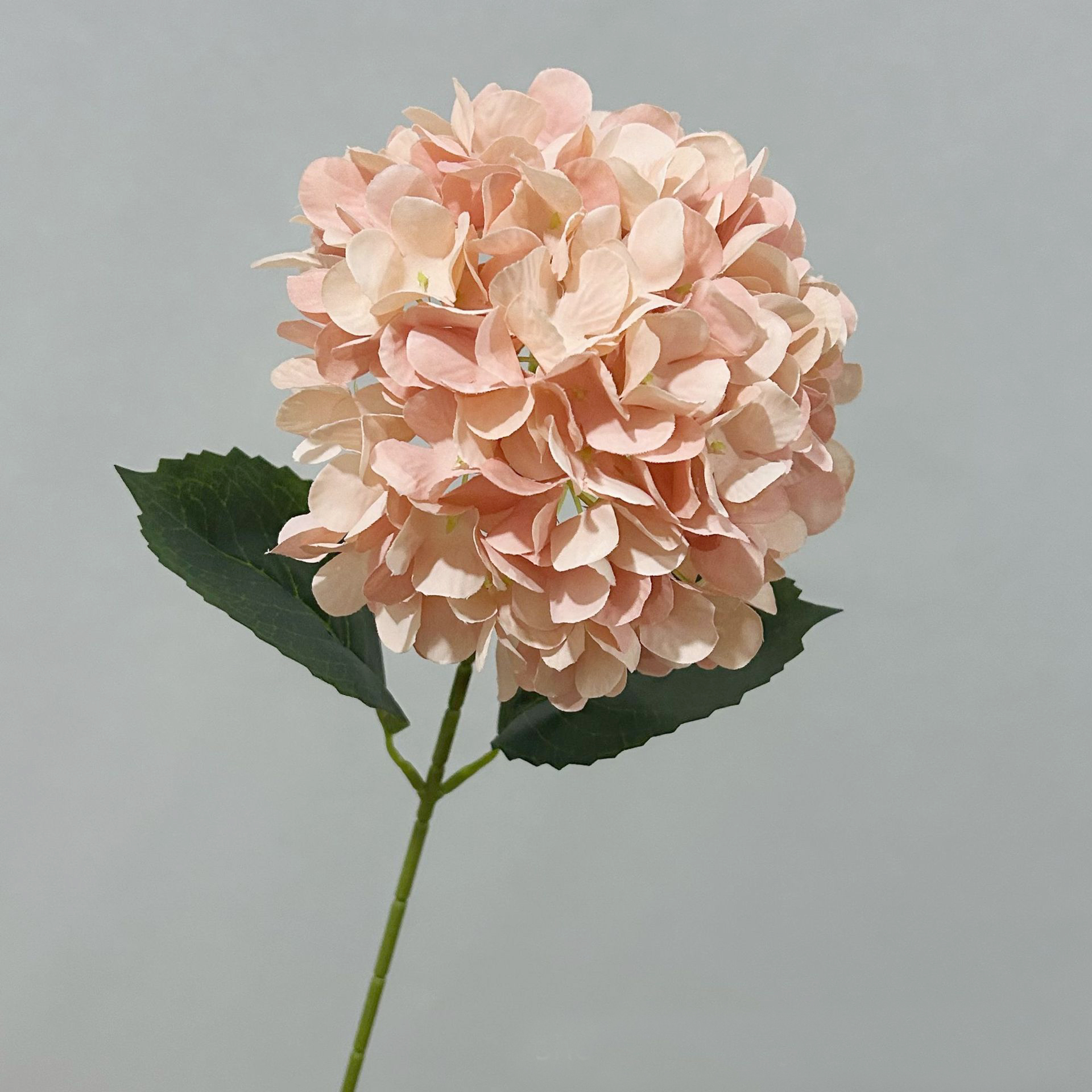 Rose pêche