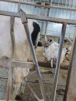 Sistema de Rieles Frontales para Control de Ganado, Puerta de Alimentación para Vacas de Granja Lechera, Galvanizado en Caliente, Personalizado de Fábrica