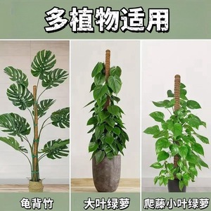 Soporte de 160 cm para plantas trepadoras, moldeable, para modelar, soporte de jardinería para Monstera y otras plantas, palo de coco deformable - Product Image 4