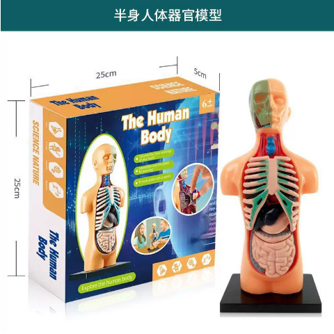 Modelo anatómico de medio cuerpo
