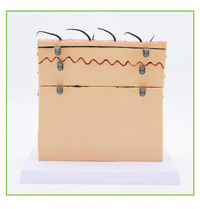 Modelo <span class=keywords><strong>de</strong></span> Anatomía <span class=keywords><strong>de</strong></span> Piel Humana Ampliado 70X, Herramienta <span class=keywords><strong>de</strong></span> Enseñanza <span class=keywords><strong>de</strong></span> Estructura 3D en Capas para Educación Médica y Entrenamiento <span class=keywords><strong>de</strong></span> Cosmetología, CE e ISO - Product Image 4