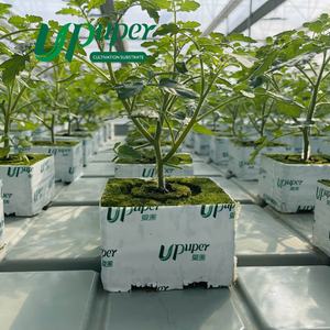 Produttore di porcellane per la coltivazione di pomodori a blocchi di lana di roccia idroponica da 4 pollici - Product Image 5