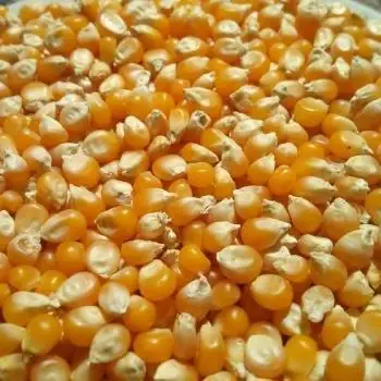 Gedroogde Pop Corn Maïs/Popcorn Maïs Kernel